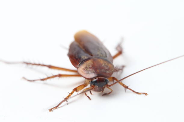 istock The cockroach isolated on the white background. 1274563007