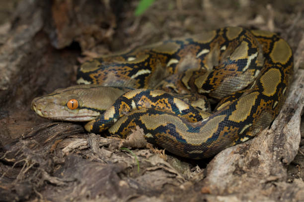 wąż pythona (python reticulatus) - snake animal young animal crawling zdjęcia i obrazy z banku zdjęć