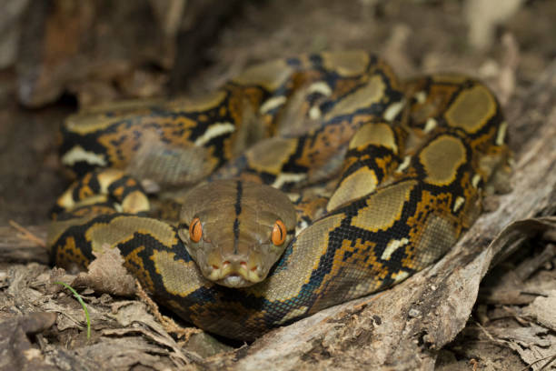 serpente pitone reticolato (python reticulatus) - reticulated foto e immagini stock