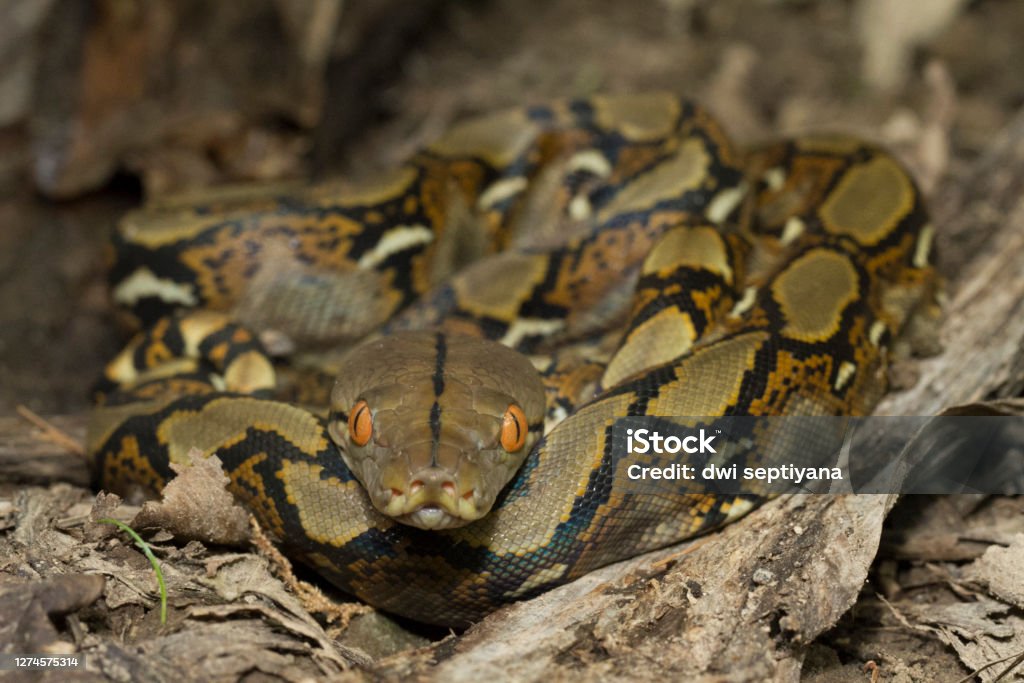 Reticulated Python Agression Reticulated Python Snake Stock Photo - Download Image Now - Reticulated ...
