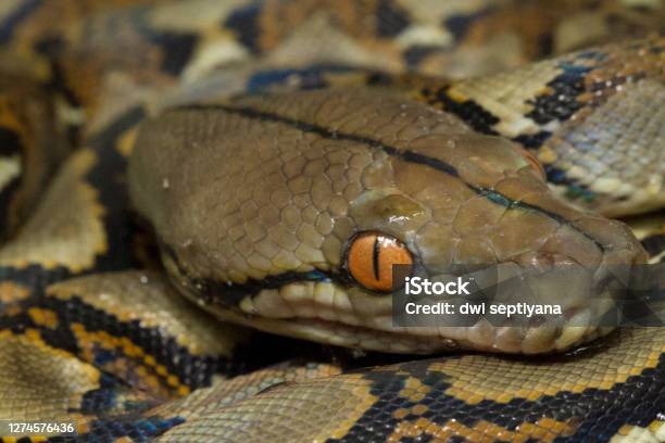 Reticulated Python Agression Reticulated Python Snake Stock Photo - Download Image Now - Reticulated ...