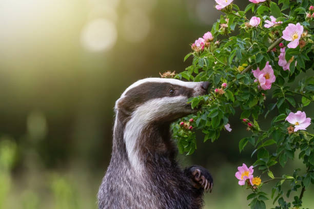 istock Standing badger is sniffing a wild rose flower 1274577968