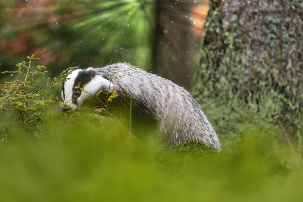 istock European Badger is posing in the forest closeup 1274578991