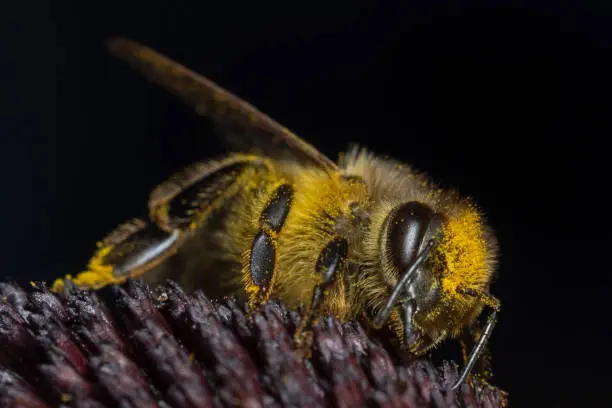 Honey Bee, Honey Bee (Apis mellifica)