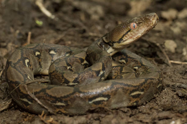Netpython afbeeldingen, beelden en stockfoto's - iStock