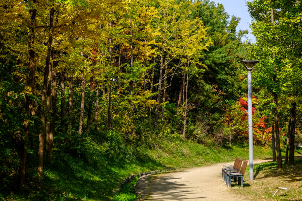 istock autumn in Seoul forest park 1274588280