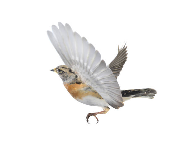 istock Brambling bird in flight isolated on white background. 1274596322