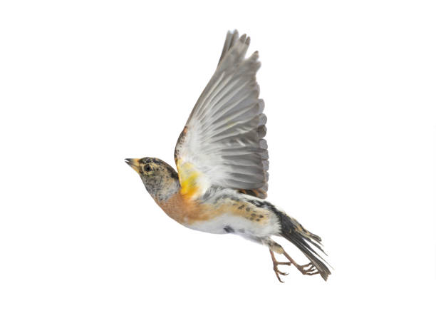 istock Brambling bird in flight isolated on white background. 1274596344
