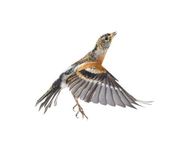istock Brambling bird in flight isolated on white background. 1274596534