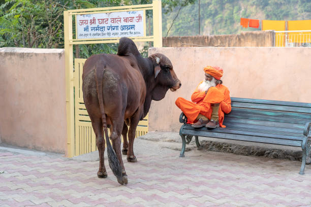 hindu sadhu heiligen mann, sitzt und großen stier auf dem ghat in der nähe des ganges fluss in rishikesh, indien, ausnächster nähe - hinduism outdoors horizontal close up stock-fotos und bilder