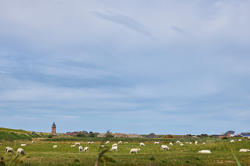 Photos of a grazing flock of sheep and individual sheep near the German North Sea on a Meadow. High resolution photographed on the day with copy space