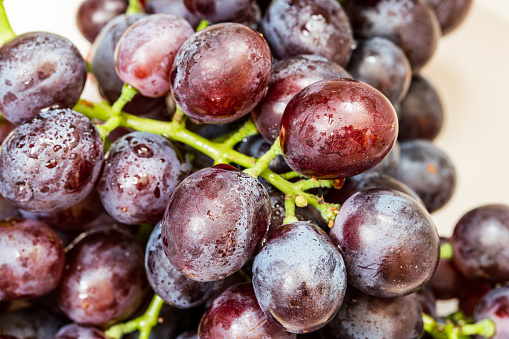 ripe grapes ready for the harvest for the production of cannonau and carignano wine