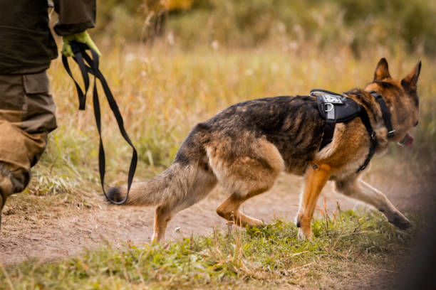 Smart police dog instead of with his partner on a mission stock photo
