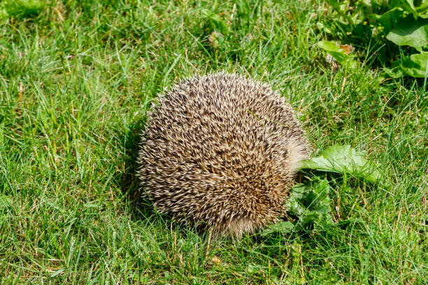 istock West european hedgehog on a green meadow 1274628120