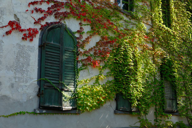 Building facade at the University of Cork, Ireland. Old building window among vines with multi-colored autumn leaves