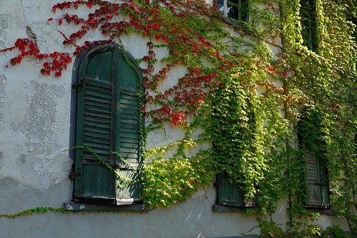 Ivy-covered facade of an old house – with shutters closed windows