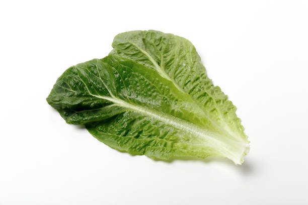 istock Romaine lettuce on a white background 1274638239