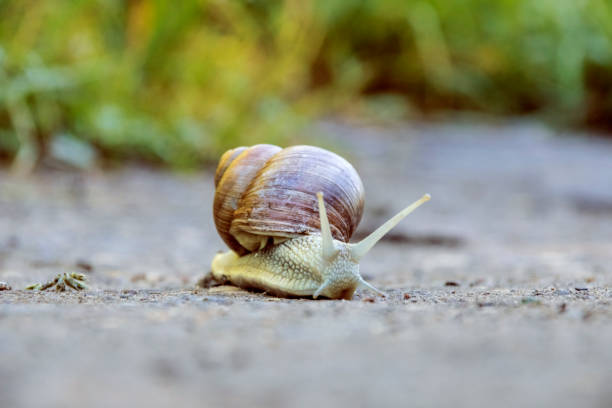 istock A large brown snail crawls along the sand 1274644498
