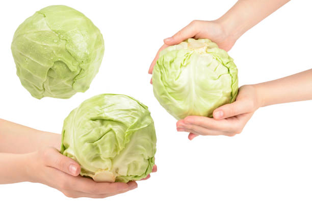 istock Cabbage in woman hand isolated on white background. 1274644655