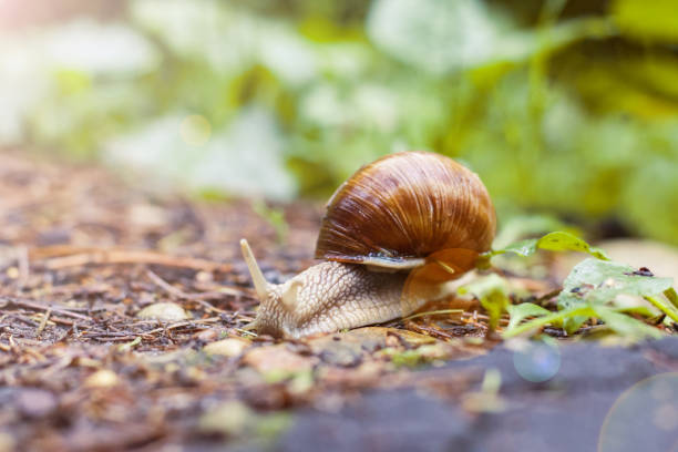 istock A large brown snail creeps in the forest 1274647792