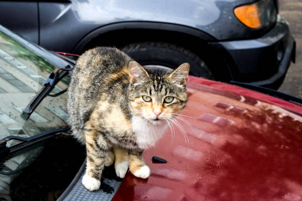 istock Black red cat is sitting on the car 1274647793