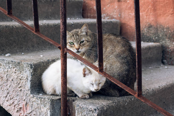 istock Gray cat and white kitten are sitting on stairs 1274648434