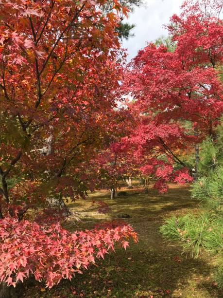 istock Autumn Colors in Kyoto 1274654155