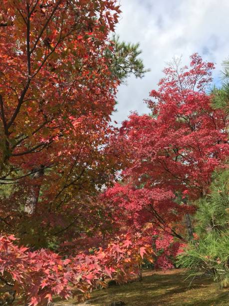 istock Autumn Colors in Kyoto 1274654512
