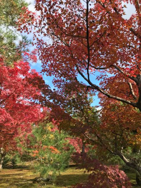 istock Autumn Colors in Kyoto 1274654714