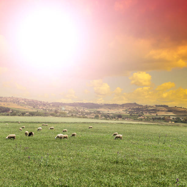 istock Grazing sheep in Sicily at sunrise 1274668259