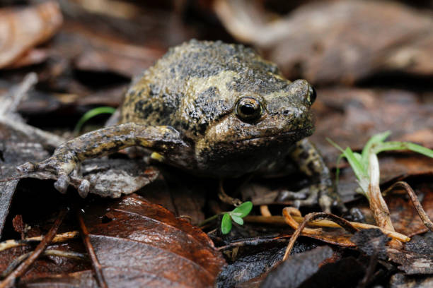istock Banded bullfrog or Asian narrowmouth toads It also know chubby or bubble frog This frog is native to Southeast Asia, and usually lives on the forest floor and in rice fields 1274689378