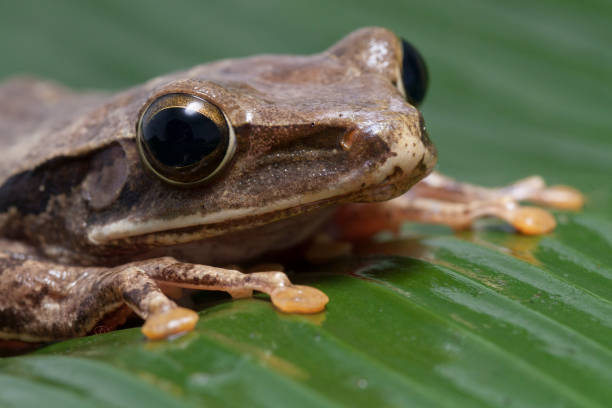 istock Common Southeast Asian Tree Frog - Polypedates leucomystax, 1274703718