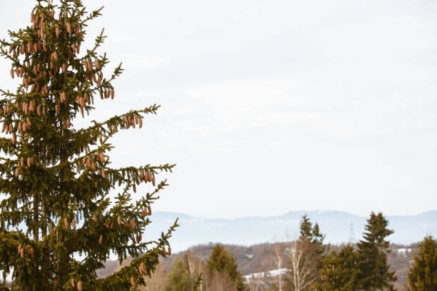 Copyspace of cold winter natural scenery in Kopaonik mountain range with a high pine tree full of cones.