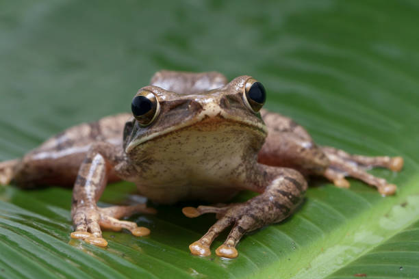 istock Common Southeast Asian Tree Frog - Polypedates leucomystax, 1274710025