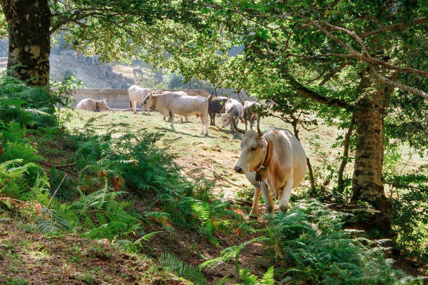 istock Podolic cows on the pasture on a sunrise 1274718550