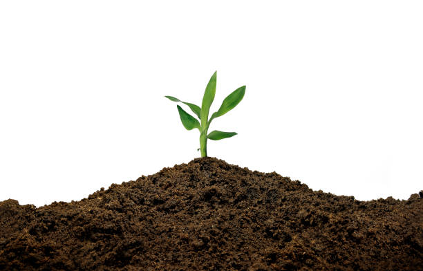 Bud growing against pile of soil