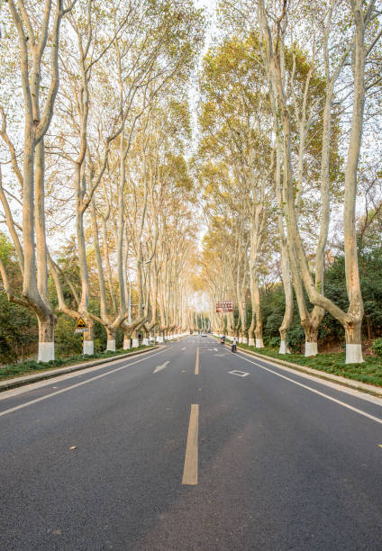 istock Nanjing Meiling Palace Road in autumn. 1274741675