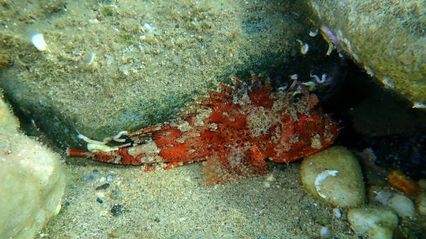 Black scorpionfish (Scorpaena porcus) undersea, Aegean Sea Black scorpionfish (Scorpaena porcus) undersea, Aegean Sea, Greece, Halkidiki red scorpionfish photos stock pictures, royalty-free photos & images