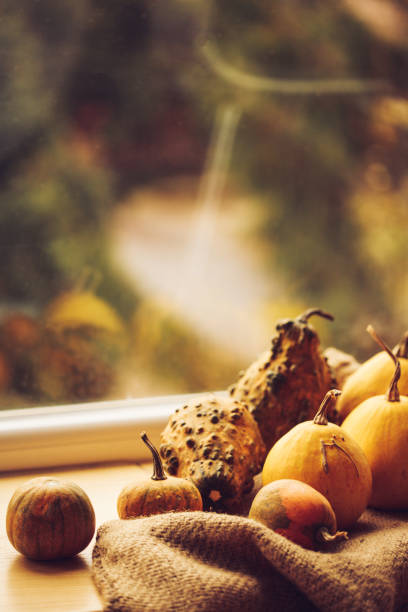 istock Abundance of pumpkins drying on a window sill 1274746366