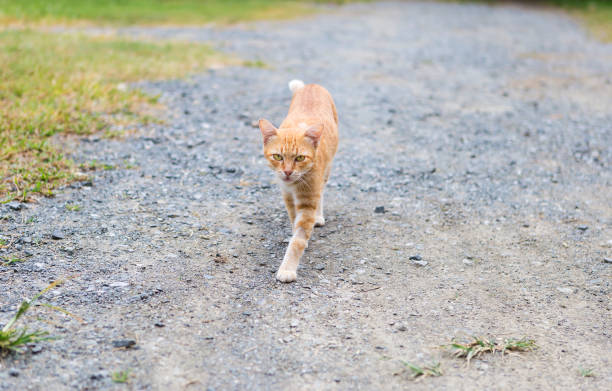 istock Brown cat walking with his curious looking 1274748473