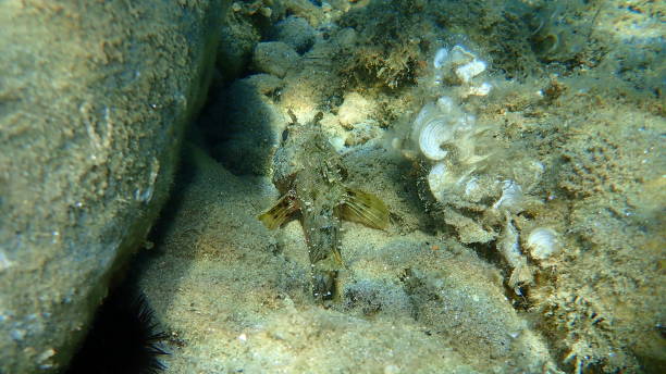 istock Black scorpionfish (Scorpaena porcus) undersea, Aegean Sea 1274748491