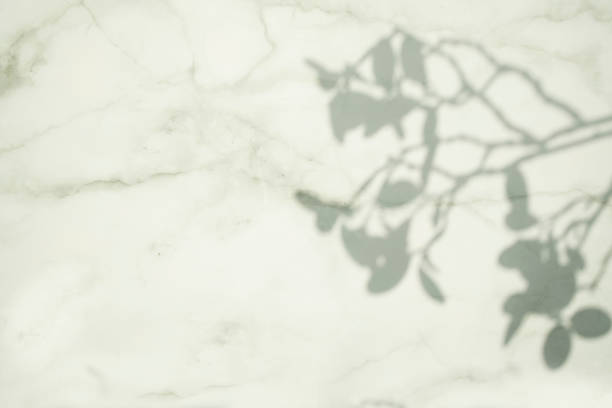 istock The shadow of a tree on the wall 1274753328