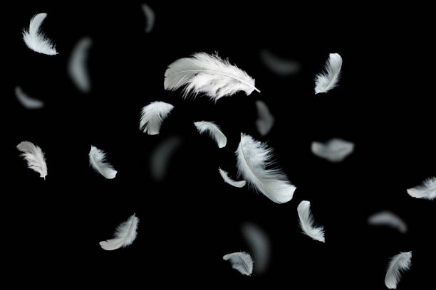 istock Feather abstract freedom background. Soft white feathers floating in the air. Black backfround. 1274757916