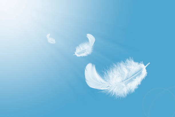 istock Feather abstract freedom concept. Light fluffy a white feathers floating in a blue sky. 1274757920