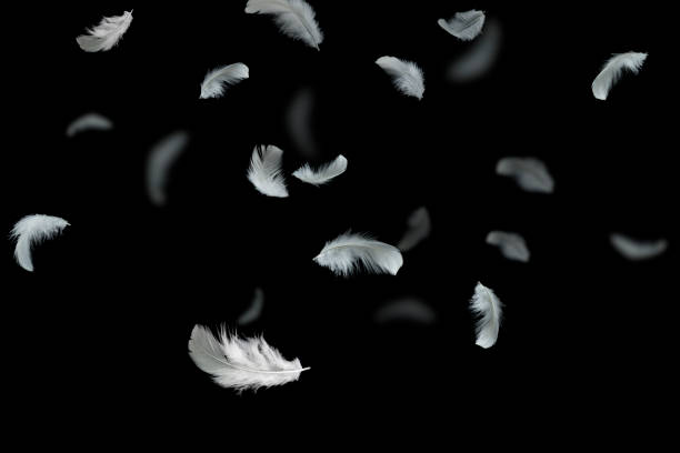 istock Feather abstract freedom background. Soft white feathers falling down in the air. Black background. 1274757925