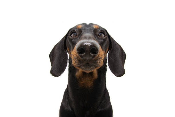 close-up serious dachshund puppy dog. isolated on white background. - dog dachshund pets close up imagens e fotografias de stock