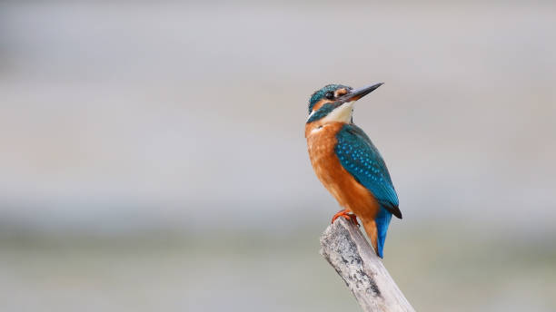 istock Common King Fisher sitting on branch looking for fish, Alcedo atthis 1274785124