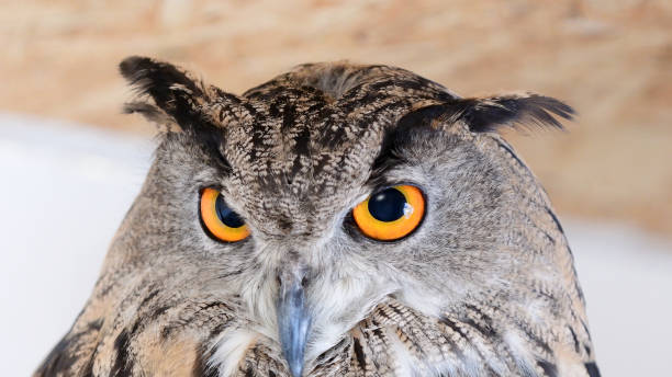istock The head of the eurasian Eagle Owl - Bubo bubo. Close up 1274785530