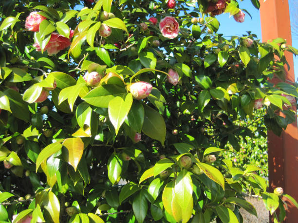 istock Pink camellia flower buds 1274788363