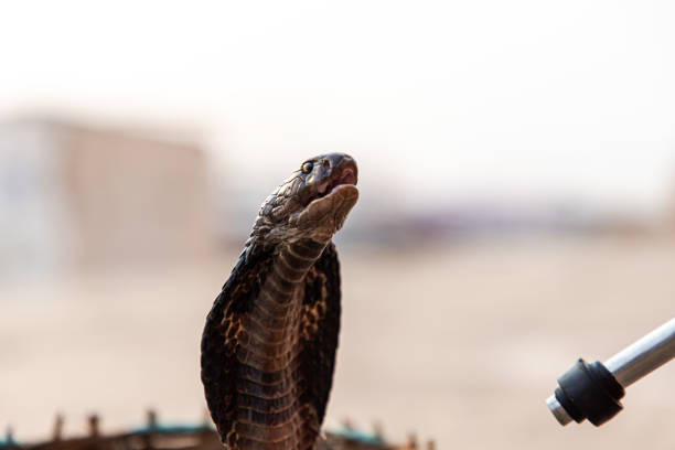 близкий вид на индийскую кобру в варанаси - cobra front view snake cape cobra стоковые фото и изображения